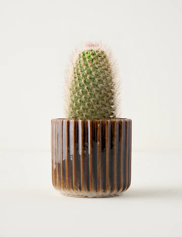 Lavea Seramik Saksı Gri (13x13x12 cm)